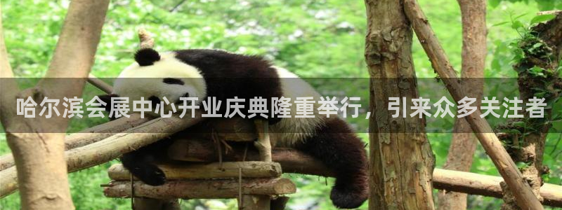 果博注册链接：哈尔滨会展中心开业庆典隆重举行，引来众多关注者